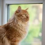 amber-heat-alerts-uk-heatwave-peaks